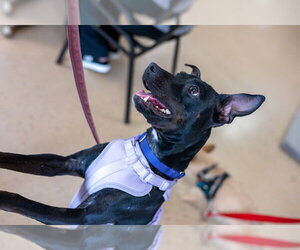 Savvy - Female Mutt Dog for Adoption - Photo #25