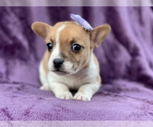 French Bulldog-Jack Russell Terrier Mix Puppy for sale in LAKELAND, FL, USA