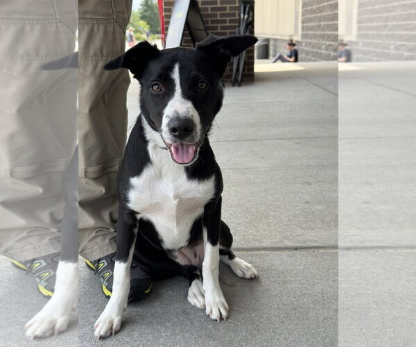 Medium Photo #1 American Staffordshire Terrier-Border Collie Mix Puppy For Sale in White Bluff, TN, USA