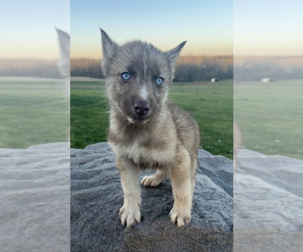 Medium Photo #3 Siberian Husky Puppy For Sale in DEARBORN, MO, USA