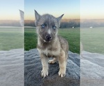 Small Photo #3 Siberian Husky Puppy For Sale in DEARBORN, MO, USA