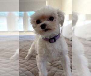 Medium Maltese