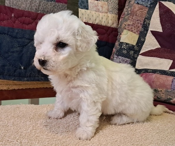 Medium Photo #2 Bichon Frise Puppy For Sale in PELHAM, NH, USA