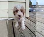 Small Photo #110 Goldendoodle (Miniature) Puppy For Sale in GASTONIA, NC, USA
