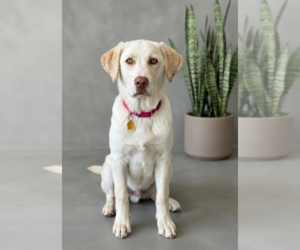 Labrenees Dogs for adoption in Genesee, WI, USA