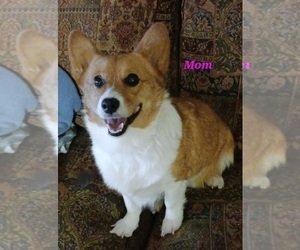 Mother of the Pembroke Welsh Corgi puppies born on 01/05/2024
