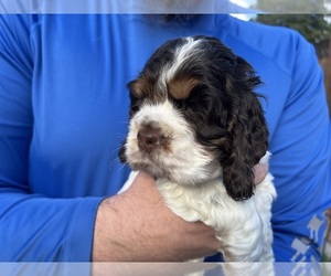 Cocker Spaniel Puppy for sale in SAN JOSE, CA, USA
