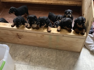 Rottweiler Puppy for sale in BONSACK, VA, USA