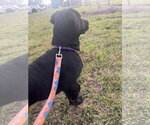 Small Photo #5 Pointer-Rottweiler Mix Puppy For Sale in McKinney, TX, USA