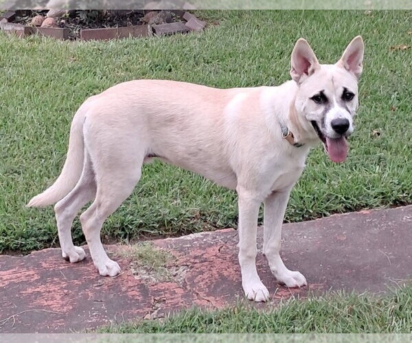 Medium Photo #3 German Shepherd Dog-Unknown Mix Puppy For Sale in Enfield, CT, USA