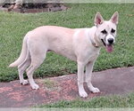 Small #2 German Shepherd Dog Mix