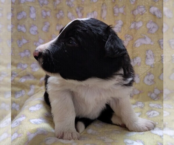 Medium Photo #6 Border Collie Puppy For Sale in NORBORNE, MO, USA