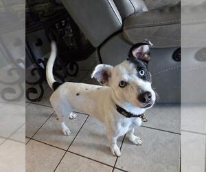 Chihuahua-Unknown Mix Dogs for adoption in San Antonio, TX, USA