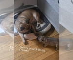 Small Photo #10 French Bulldog Puppy For Sale in EDISON, NJ, USA