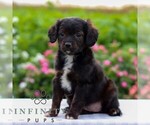 Small #2 Cavapoo
