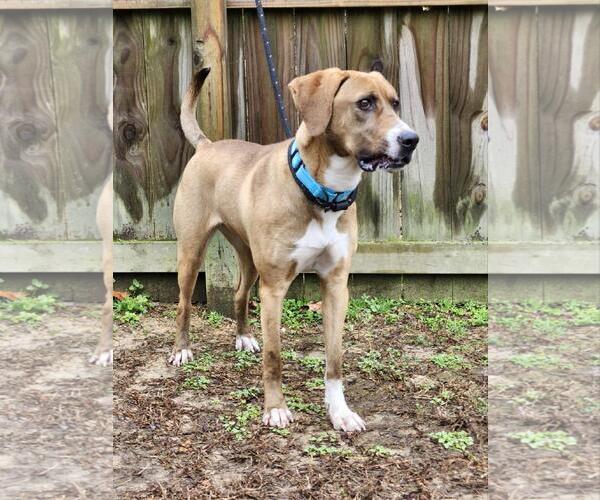 Medium Photo #9 Bloodhound Puppy For Sale in Westminster, MD, USA