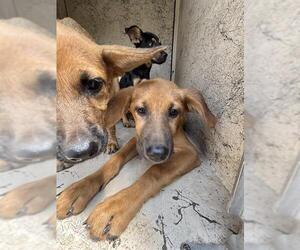 German Shepherd Dog-Unknown Mix Dogs for adoption in Oklahoma City, OK, USA