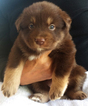 Small Photo #1 Australian Shepherd Puppy For Sale in SHERIDAN, OR, USA