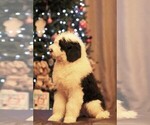 Small Photo #4 Old English Sheepdog Puppy For Sale in STANLEY, VA, USA