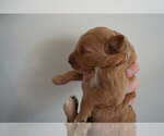 Small #5 Goldendoodle (Miniature)