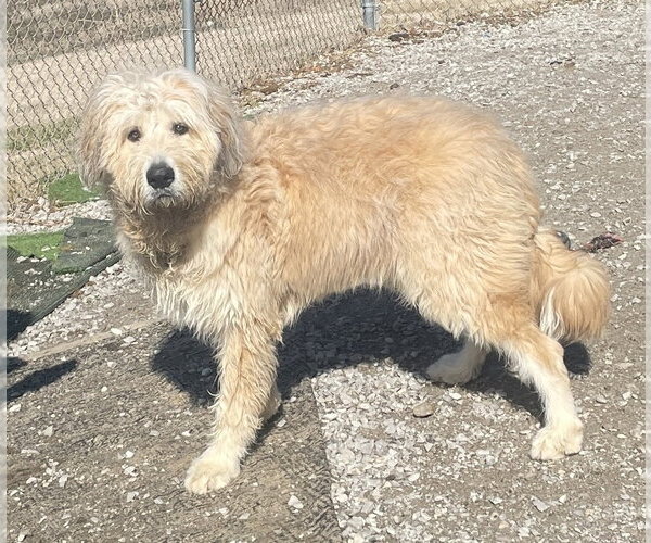 Medium Photo #2 Great Pyrenees-Unknown Mix Puppy For Sale in Evansville, IN, USA