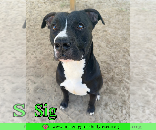 Medium Photo #1 American Bulldog-Unknown Mix Puppy For Sale in Pensacola, FL, USA