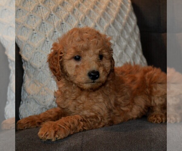 Medium Photo #1 Labradoodle-Poodle (Miniature) Mix Puppy For Sale in PARADISE, PA, USA