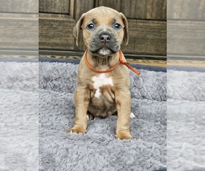 Rhodesian Ridgeback Puppy for sale in BUMPASS, VA, USA