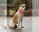 Small #2 Labrador Retriever Mix