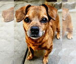 Small #2 Chiweenie