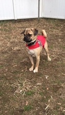 Puggle Puppy for sale in BRONX, NY, USA