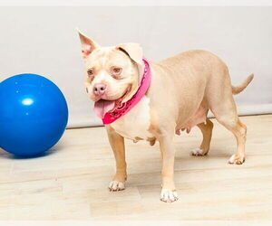 Mutt Dogs for adoption in Sanford, FL, USA