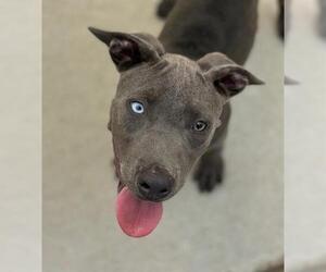 American Pit Bull Terrier Dogs for adoption in Tulsa, OK, USA