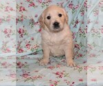 Small Photo #6 English Cream Golden Retriever Puppy For Sale in BLOOMINGTON, IN, USA