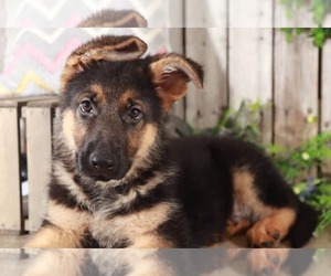 German Shepherd Dog Puppy for sale in MOUNT VERNON, OH, USA