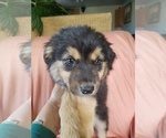 Small Photo #4 Australian Shepherd Puppy For Sale in WILLIAMSBURG, CO, USA