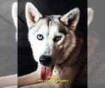 Small #4 Siberian Husky
