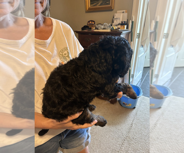 Medium Photo #13 Labradoodle Puppy For Sale in PRAIRIEVILLE, LA, USA