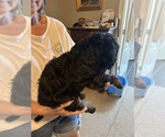 Small Photo #13 Labradoodle Puppy For Sale in PRAIRIEVILLE, LA, USA