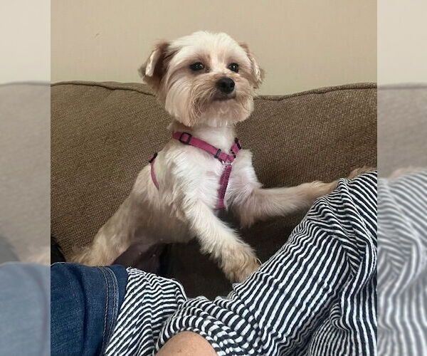 Medium Photo #2 Mutt Puppy For Sale in Greensboro, NC, USA