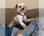 Small #1 Mutt