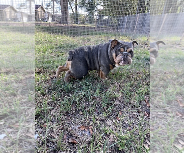 Medium Photo #2 English Bulldog Puppy For Sale in DELTONA, FL, USA