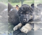 Small Photo #8 German Shepherd Dog Puppy For Sale in BOERNE, TX, USA