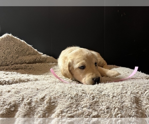 Medium Photo #5 Labradoodle Puppy For Sale in COBB, WI, USA
