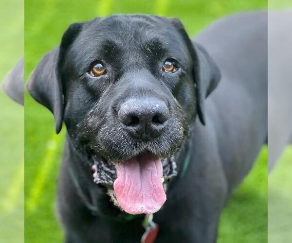 Medium Photo #3 Labrador Retriever Puppy For Sale in San Diego, CA, USA