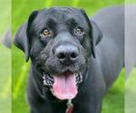 Small #2 Labrador Retriever