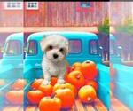 Small Photo #9 Maltese Puppy For Sale in FORT WORTH, TX, USA