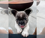 Small #15 French Bulldog