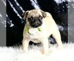 Small #1 Pug