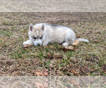 Small Photo #3 Siberian Husky Puppy For Sale in OSCODA, MI, USA